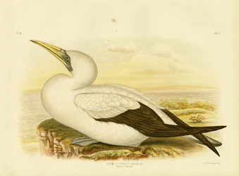 Fou masqué, 1891